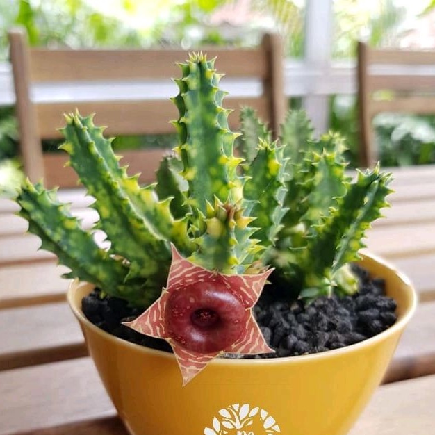 Kaktus Huernia