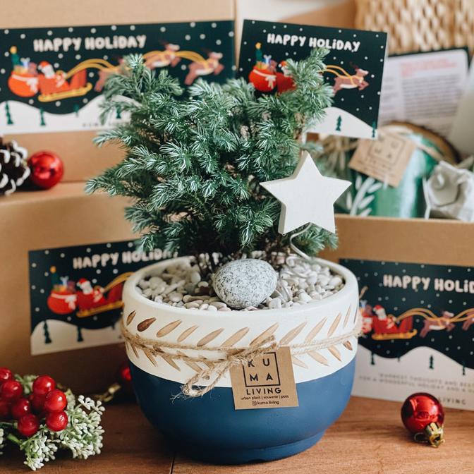 

KUMA Living Christmas Hampers (Single Plant) - Cemara Silver