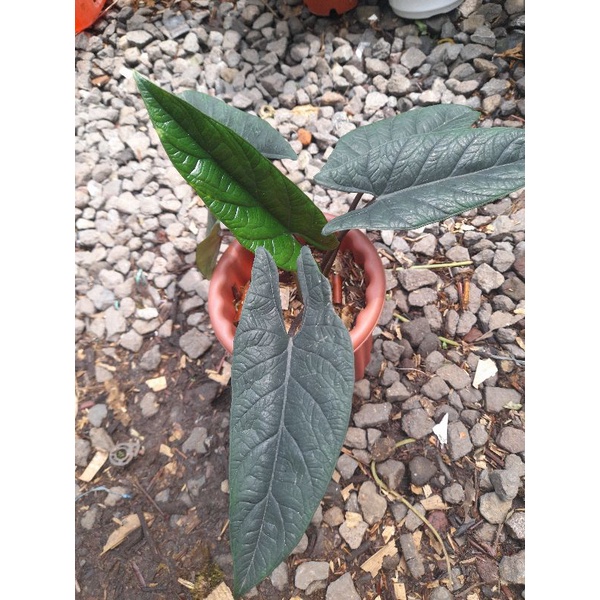 Tanaman hias alocasia scalprum