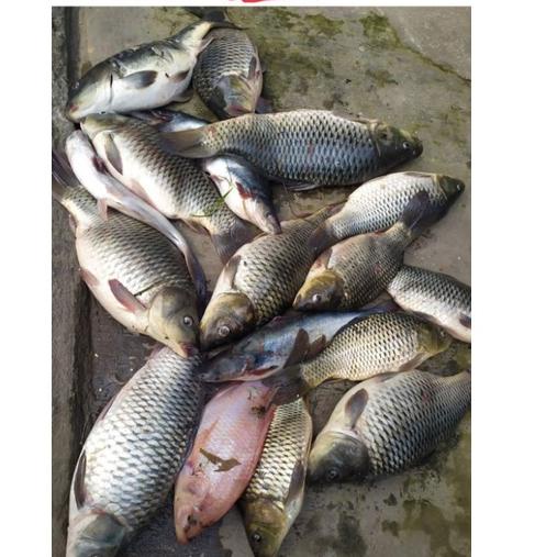 JWG.18Oc22ᴸ • Pelet Bagong 200gr - Umpan Pancing Air Tawar Super Amis | Ikan Mas/Tombro | Nila | Baw