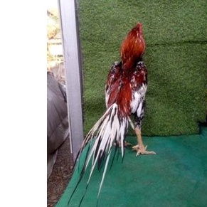Ekor Lidi  Anakan Ayam Tulangan Tebal Besar Trah import Bangkok Ekor Lidi