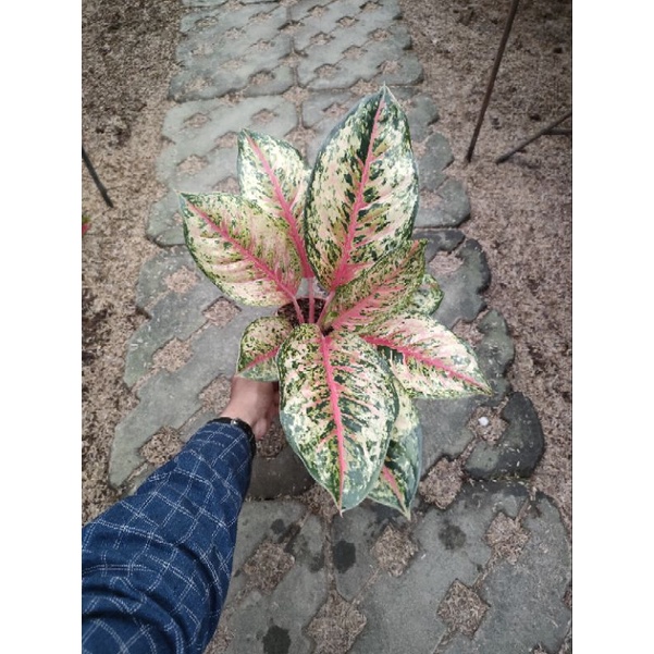 Aglonema Sweet dream