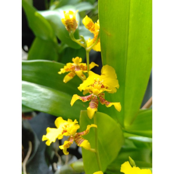 golden shower anggrek oncidium golden shower