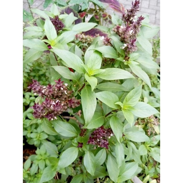 

Daun thai basil herbal segar bumbu rempah masakan