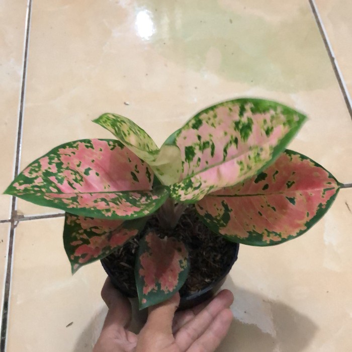 Bibit/babyan tanaman Aglonema ebony