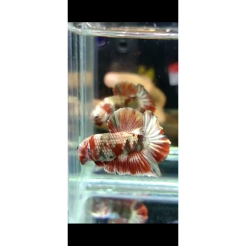 Red Koi Cooper M