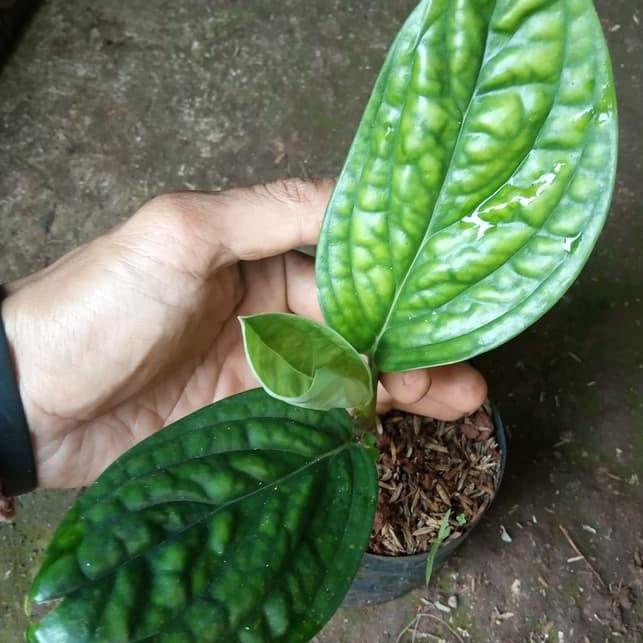 tanaman hias sirih badak / tanaman sirih badak