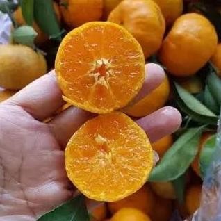 joss BIBIT POHON JERUK SANTANG MADU - BIBIT TANAMAN JERUK SANTANG MADU UNGGULAN