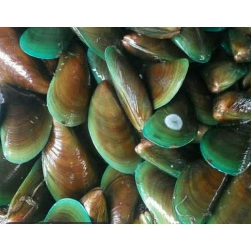 

kerang hijau fresh/kg