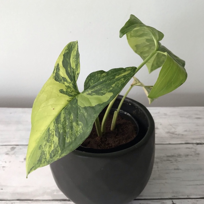 syngonium varigata kuning Tanaman /  tanaman hias / tanaman hias meja / syngonium syngonium varigata