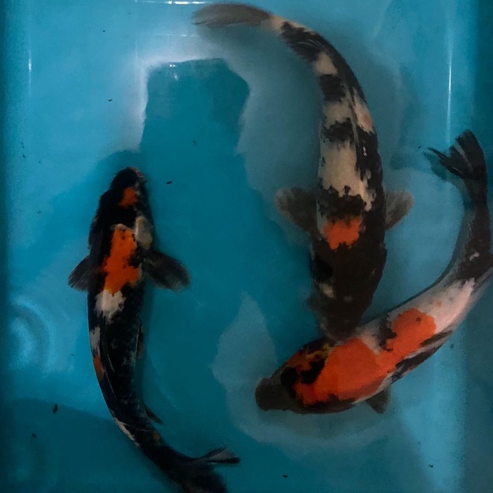 IKAN KOI SHOWA Blitar 21-25cm Grade A+