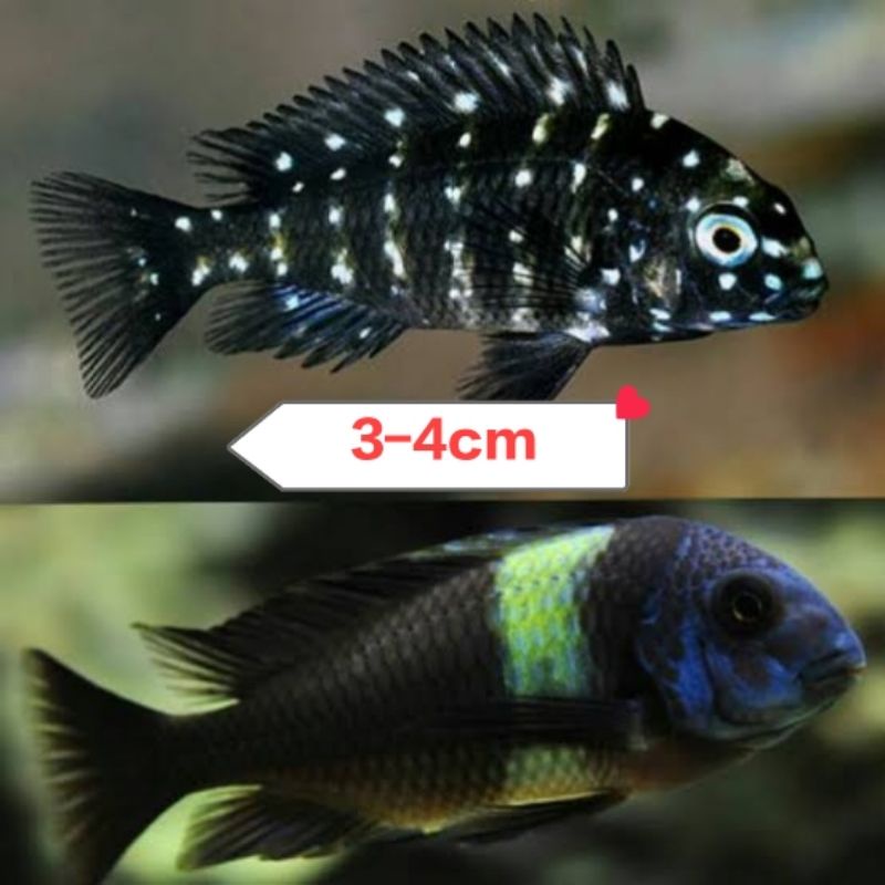 CICHLID  TROPHEUS DUBOISI 3-4CM