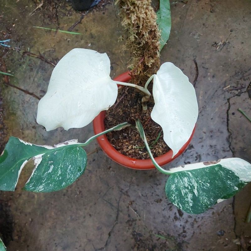 Monstera variegata Albo