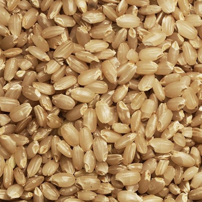 

Best - KAZE BROWN RICE BERAS JEPANG NIL SUGAR RENDAH KARBOHIDRAT .,