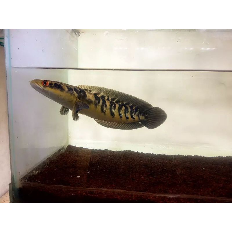 BaBy YS Maru size 3-5cm Simet indukan mata merah Istimewa-1