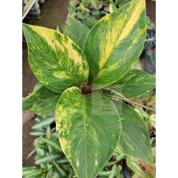 Anthurium Jemani Cobra Batik Varigata | Cobtik Varigata | Cobra Varigata | Kobra Batik Varigata |  K