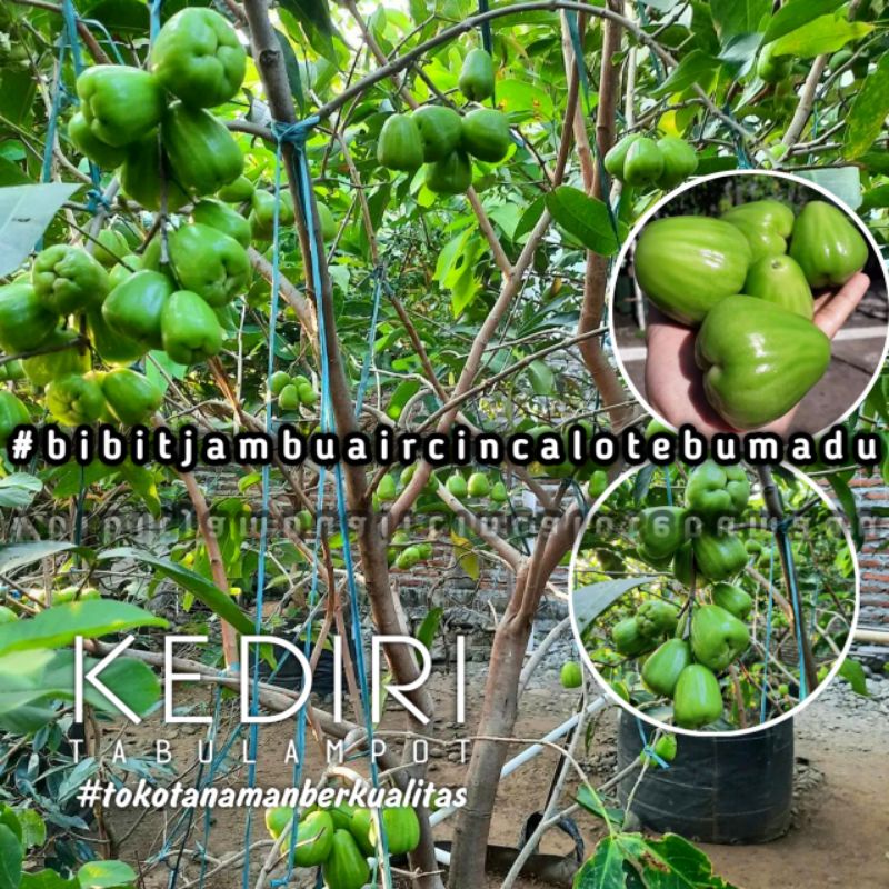 Bibit Jambu Air Cincalo Hijau Madu Bibit Tanaman Jambu Air Cincalo Tebu