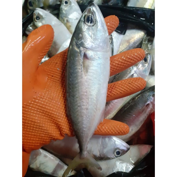 

Ikan Kembung (cewek)