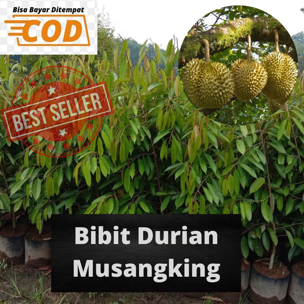 KUALITAS TERBAIK Bibit Durian Musang King / Pohon Durian Musang King / Tanaman Durian Musang King / 