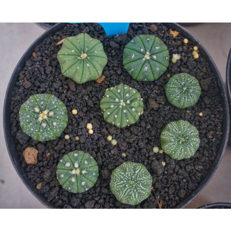 Kaktus Astrophytum Asterias