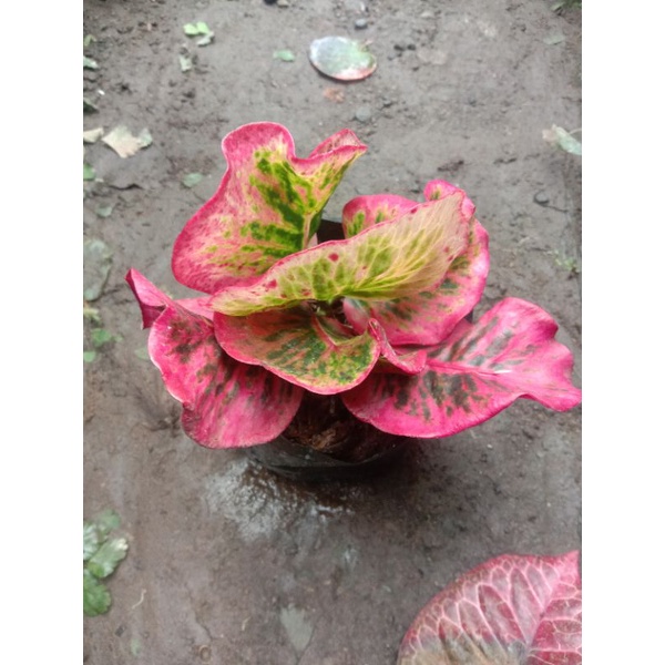 Tanaman bunga puring apel Clara