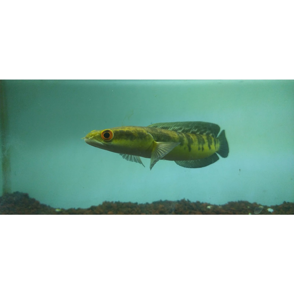 Maru Jambi 2cm - 10 cm