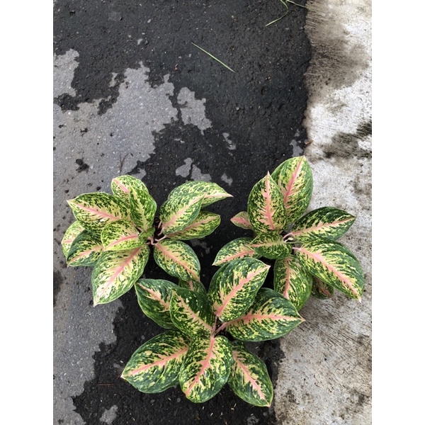 Aglaonema twinkle jumbo