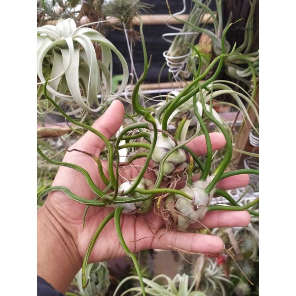 Tillandsia Bulbosa gigante