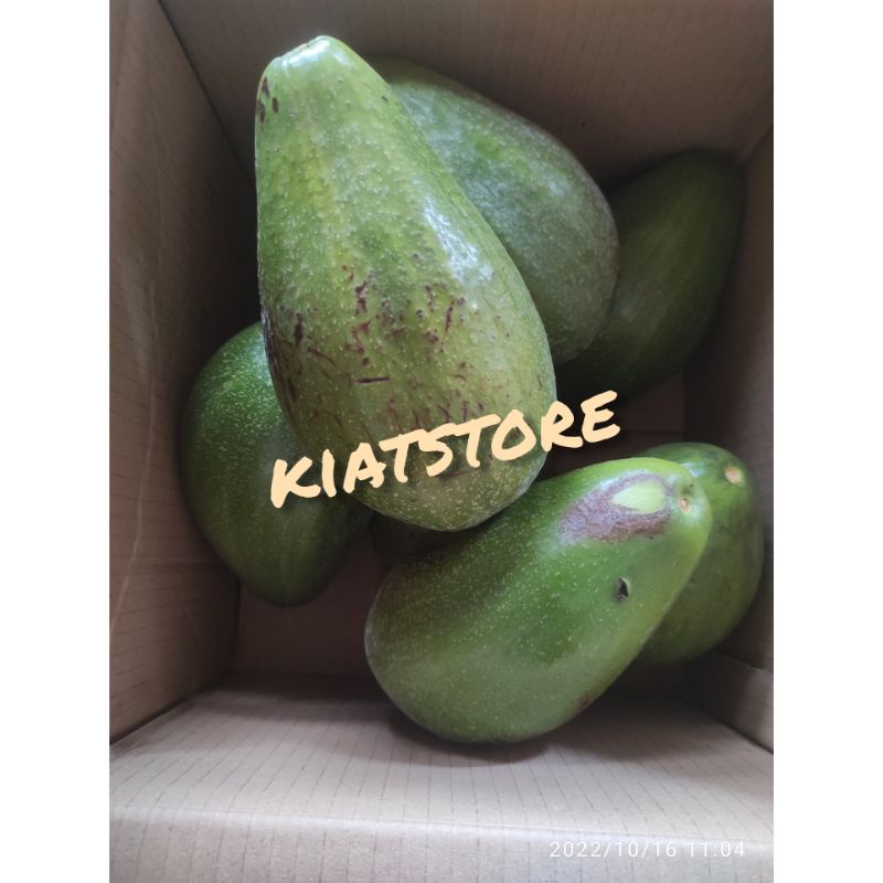 

BUAH ALPUKAT SEGAR JENIS ALIGATOR