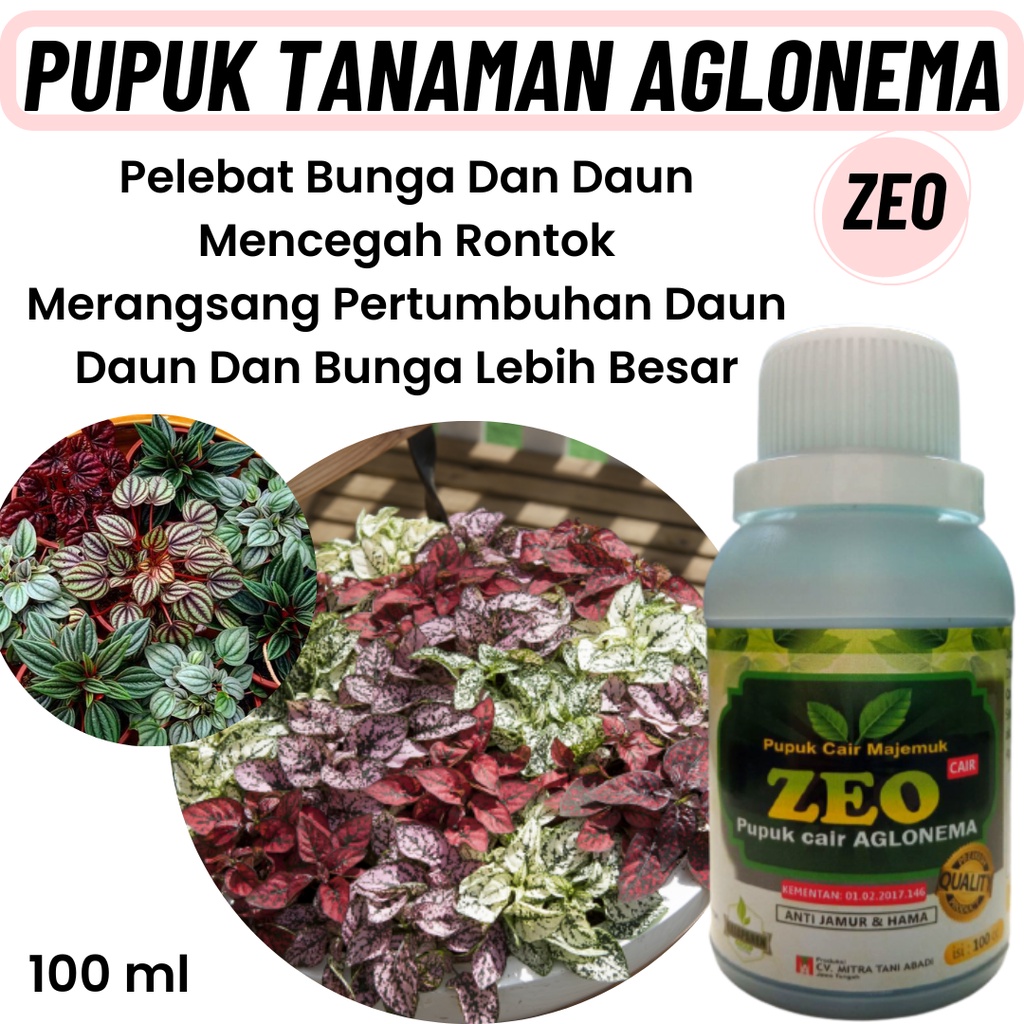 Pupuk Aglonema Merah, Pupuk Untuk Daun Aglonema, Pupuk Aglonema Cair