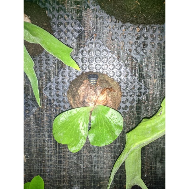 Platycerium Elephantotis Hijau