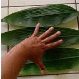 

daun bambu lebar jumbo bungkus bakcang&lain lain
