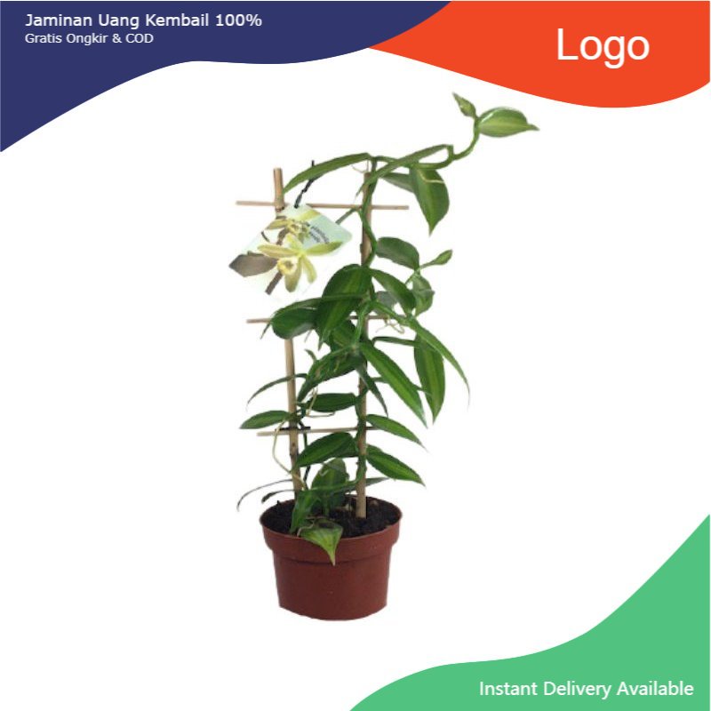 Promo Bibit vanili/vanilla/paneli/vania1/ per 1 meter kualitas premium