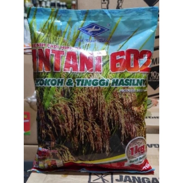 Bibit Benih Padi Hibrida INTANI 602 1Kg