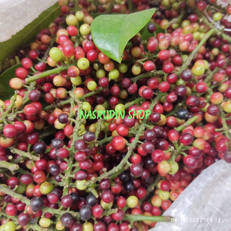 

[Fresh] BUAH HUNI SEGAR BUNI WUNI BONI LANGSUNG PETIK