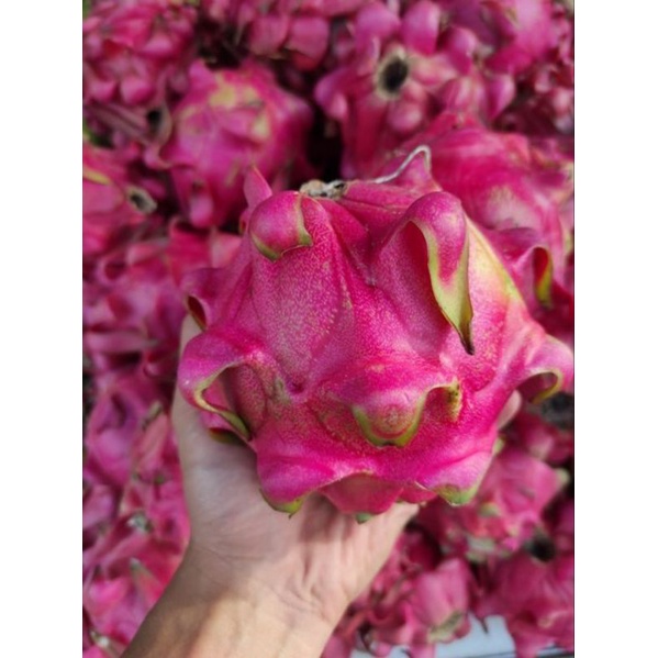 

Buah Naga Merah Jumbo Segar 1KG (REGULER & KARGO)