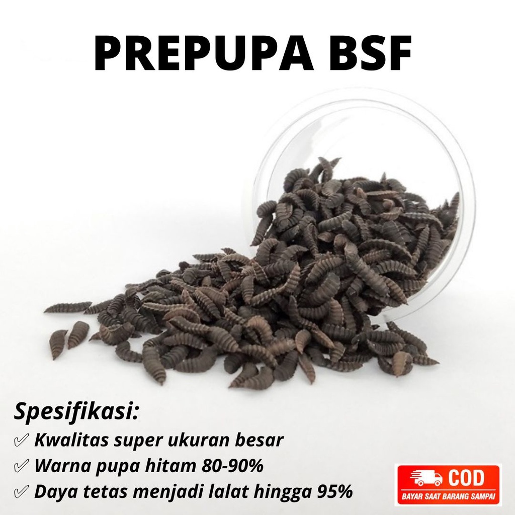 Prepupa Maggot BSF Bibit Indukan Lalat Super 100 Gram