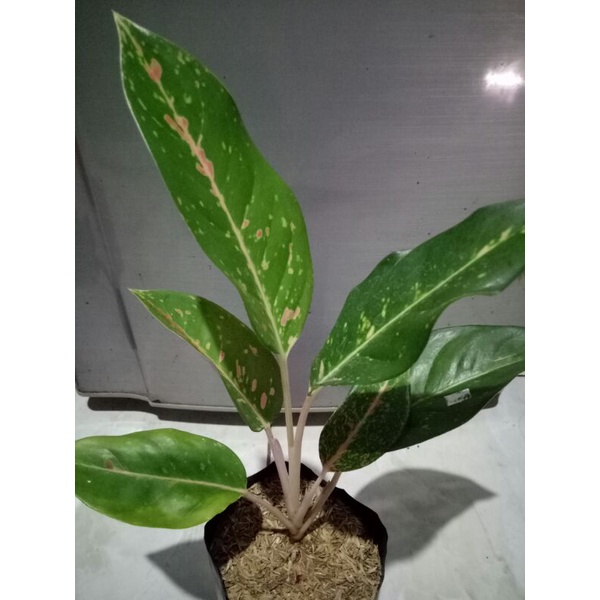 Tanaman Hias Aglonema Big roy Hijau / Aglonema Big Roy Green / Aglonema Big roy Mutasi Hijau Lulaiaw