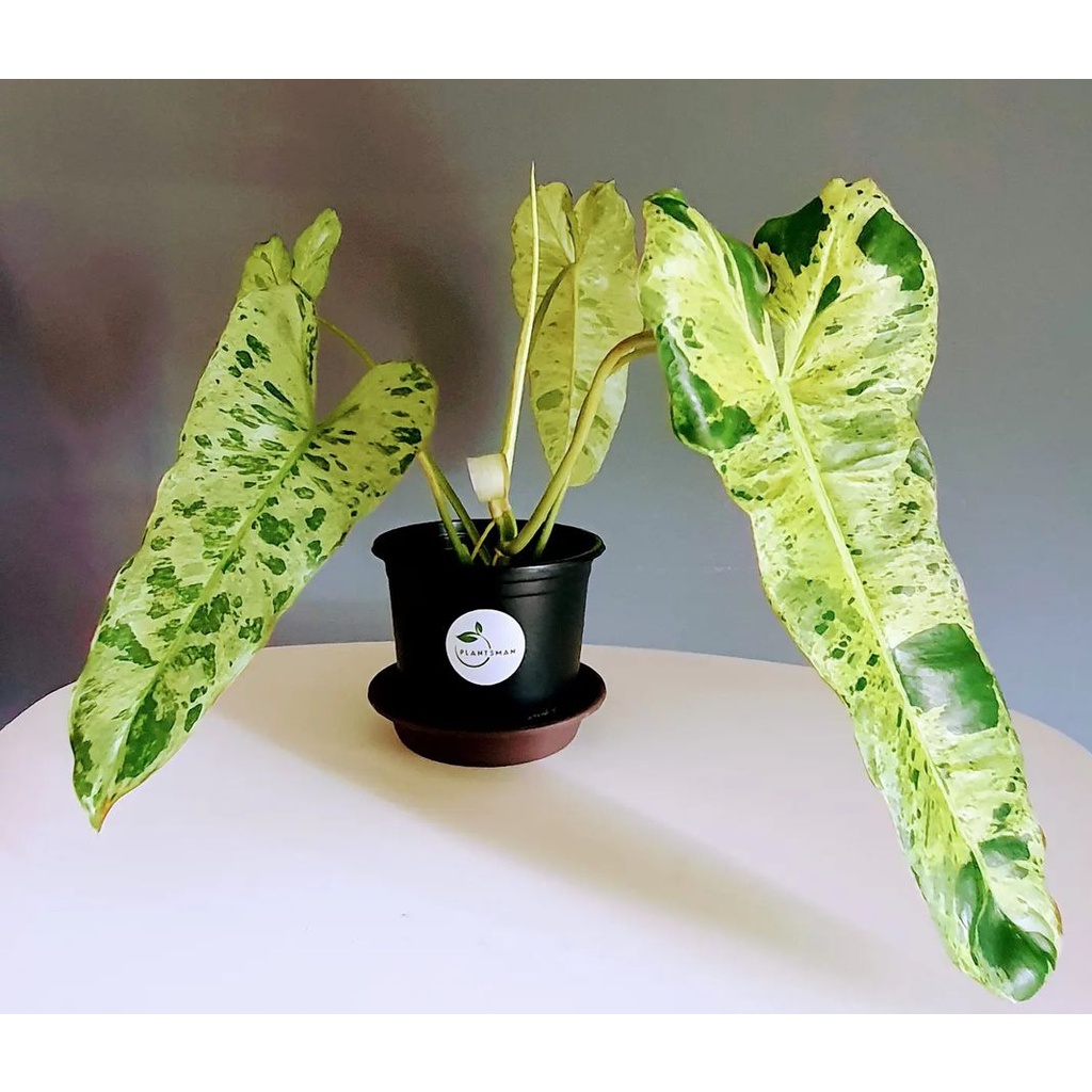 philodendron paraiso verde - paraiso verde - philodendron