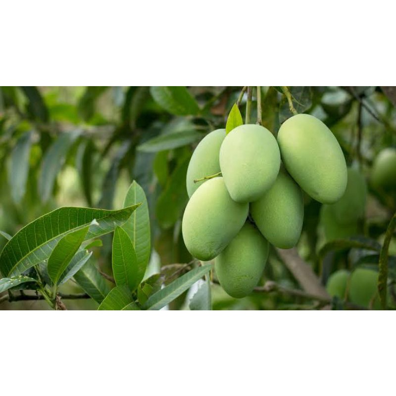 

mangga bukaan