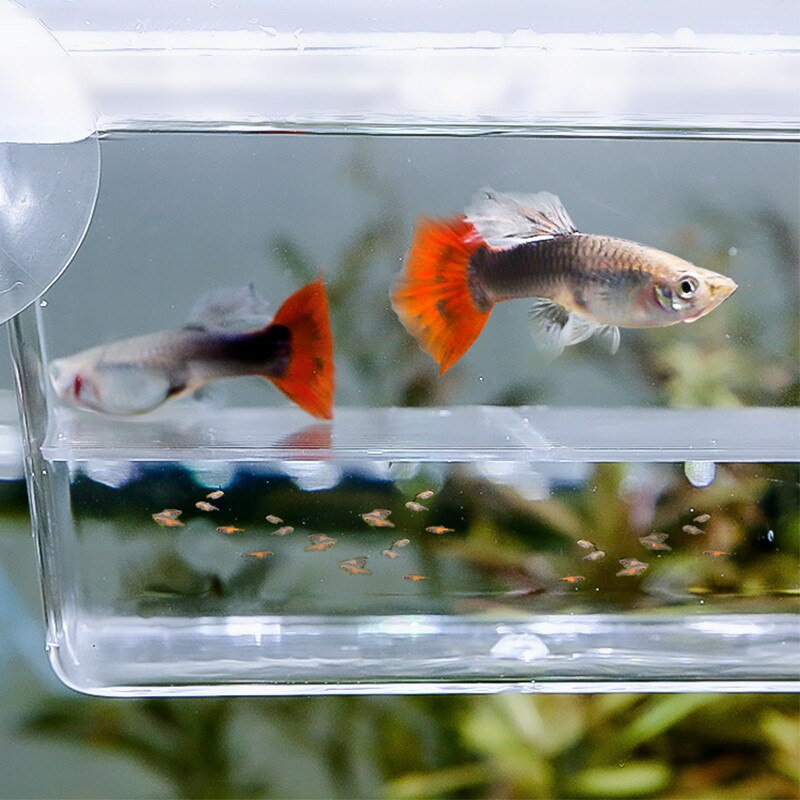 ORIGINAL Kotak Pemisah Karantina Ikan Cupang Guppy Molly Breeding Box