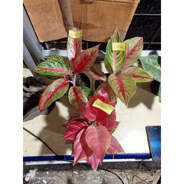 Aglonema Red panama