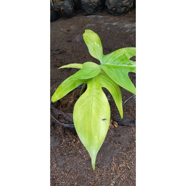 Tanaman hias Philodendron Florida Gost/Philodendron/Florioda gost/Philodendron florida