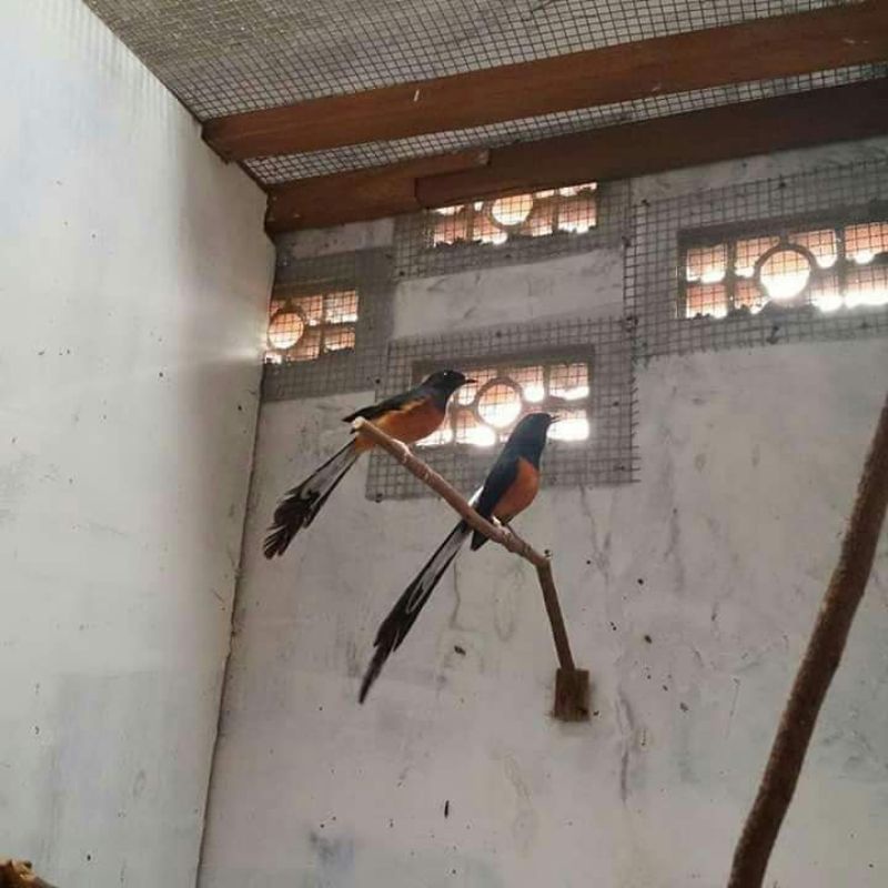 PROMO MURAI SEPASANG SUDAH PRODUKSI