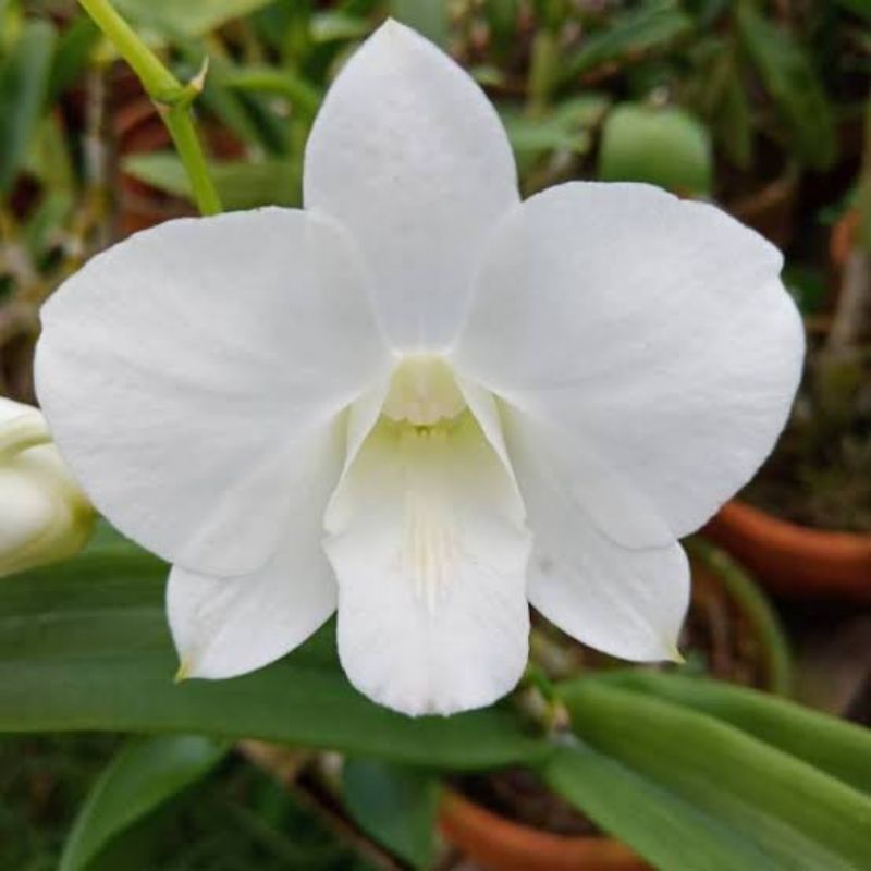 Anggrek Dendrobium Sonia White Dewasa