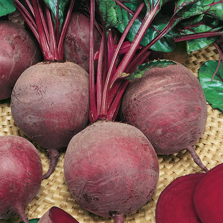 Benih Buah Organic Red Beet Buah Ubi Merah Beetroot Benih Buah-buahan Berkualitas