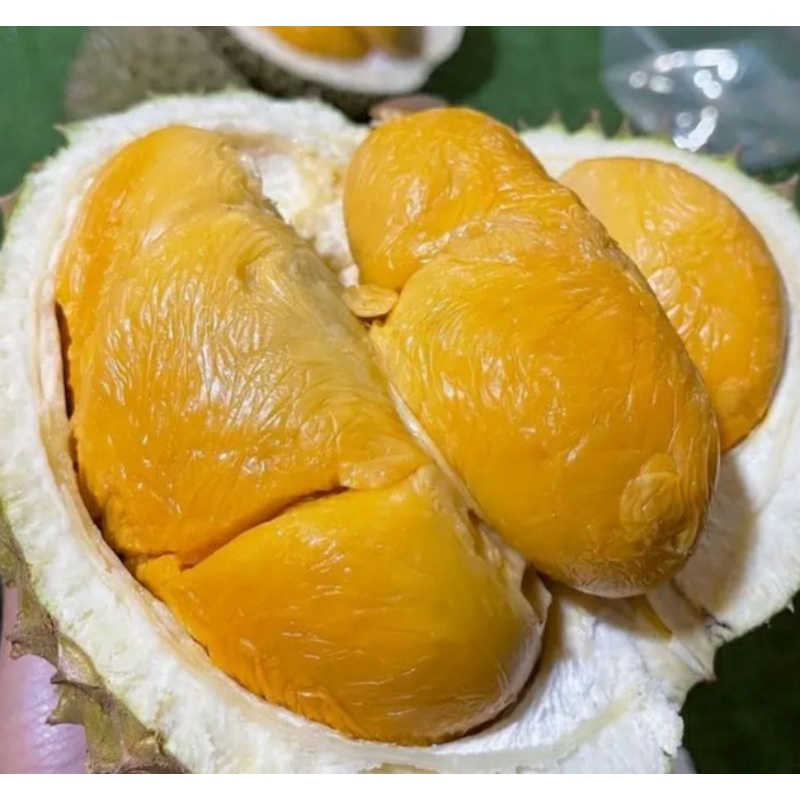 bibit durian ochee. duri hitam