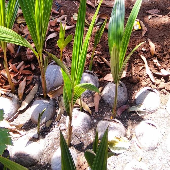 BIBIT KELAPA KOPYOR GENJAH PATI