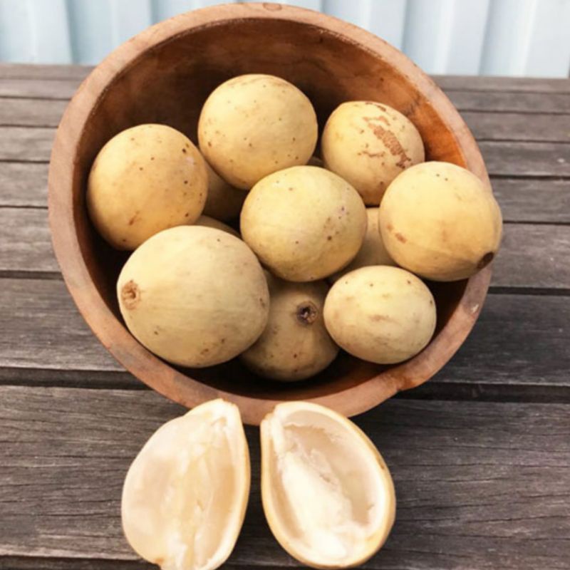 

Buah Duku Manis 600 Gram | Hasil Lampung
