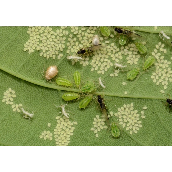 Kekinian Pestisida Pembasmi Hama Siput, Pestisida Monster Max Pembasmi Uret *q;